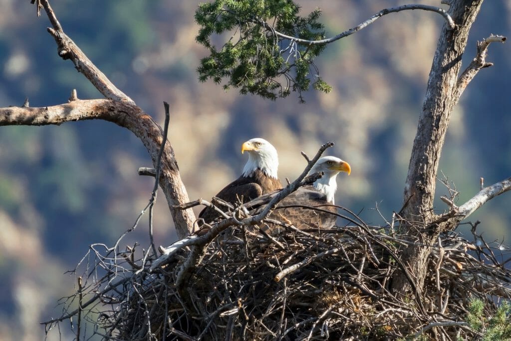 bald eagles nesting bay area
