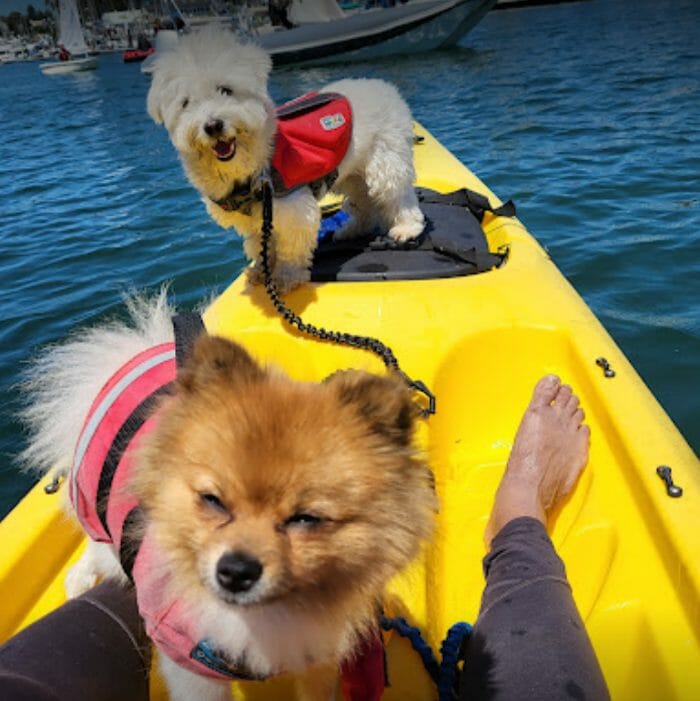 dog friendly kayaking