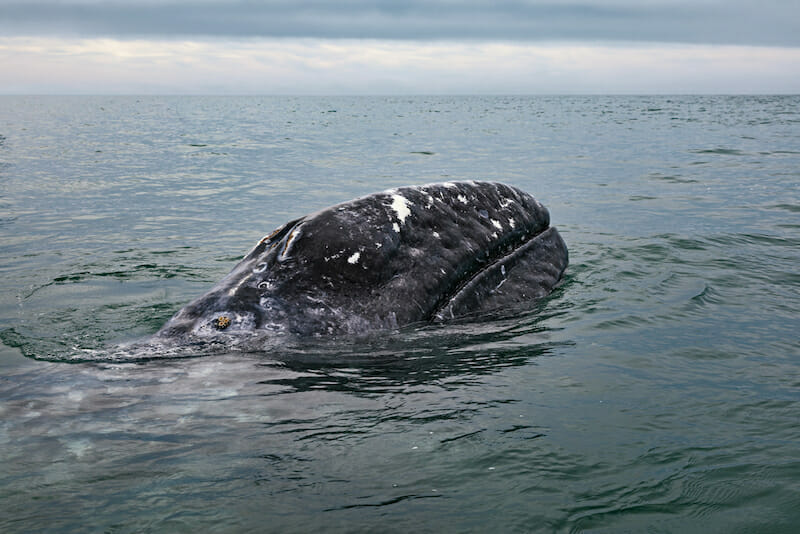 gray-whale-migration