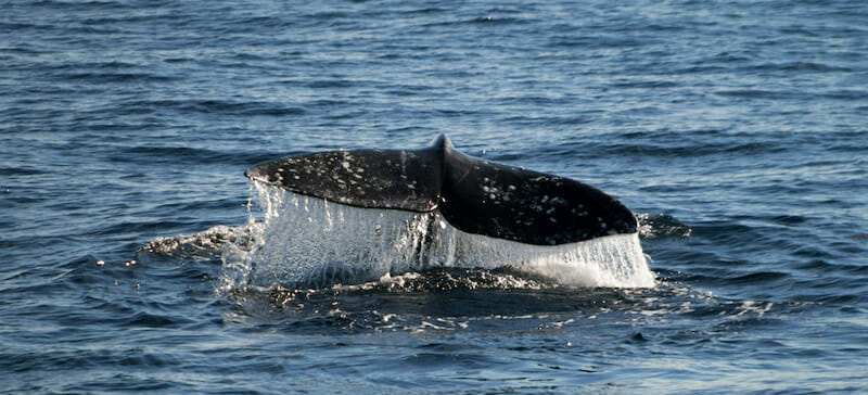 gray-whale