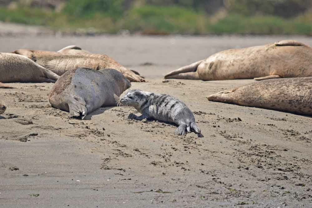 seal-pupping-season