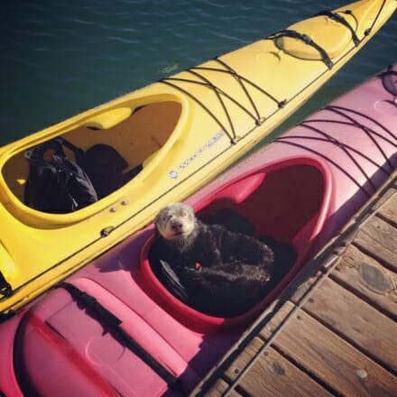 elkhorn slough kayak rental with sea otter