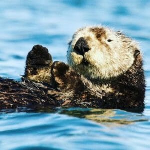California Southern Sea Otters