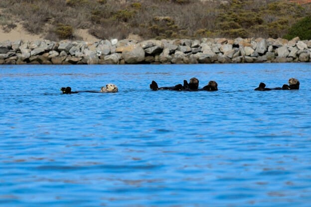 sea otters in elkhorn slough at moss landing, ca