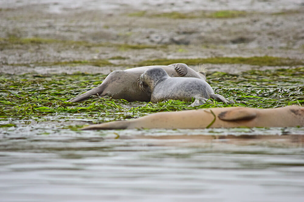 harbor-seals-with-seal-pup