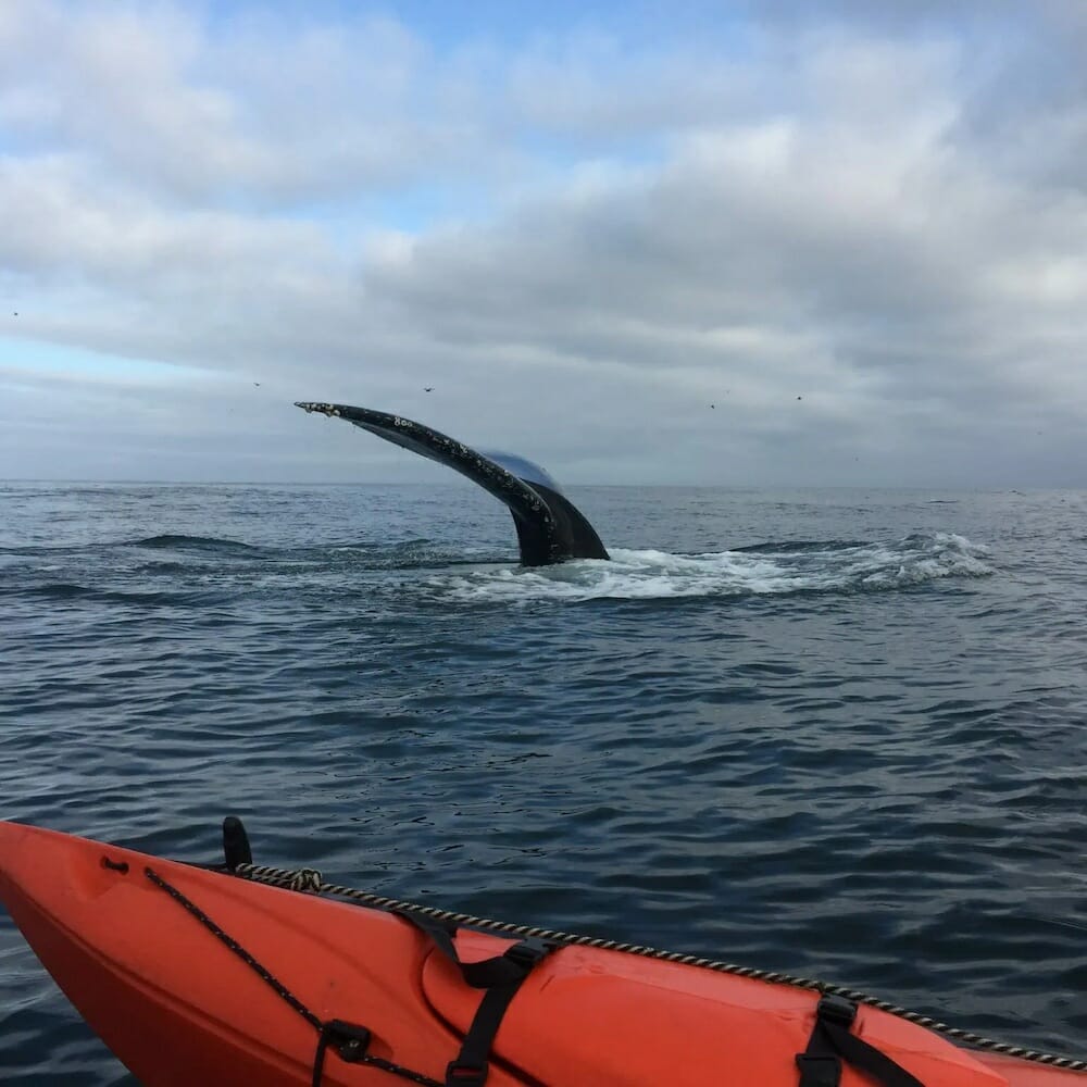 whale santa cruz