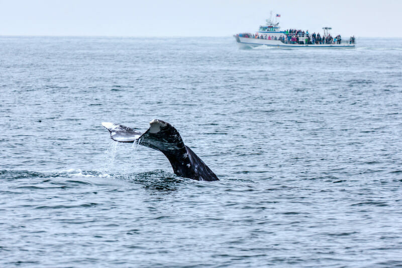 whale-watching-boat-tour