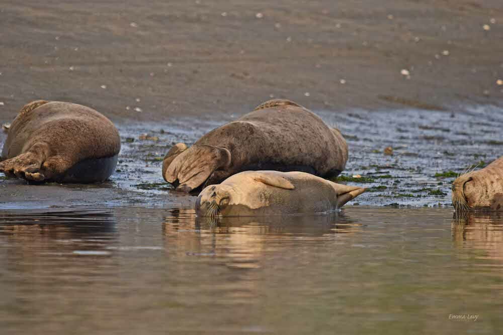 seal-pup-in-mud