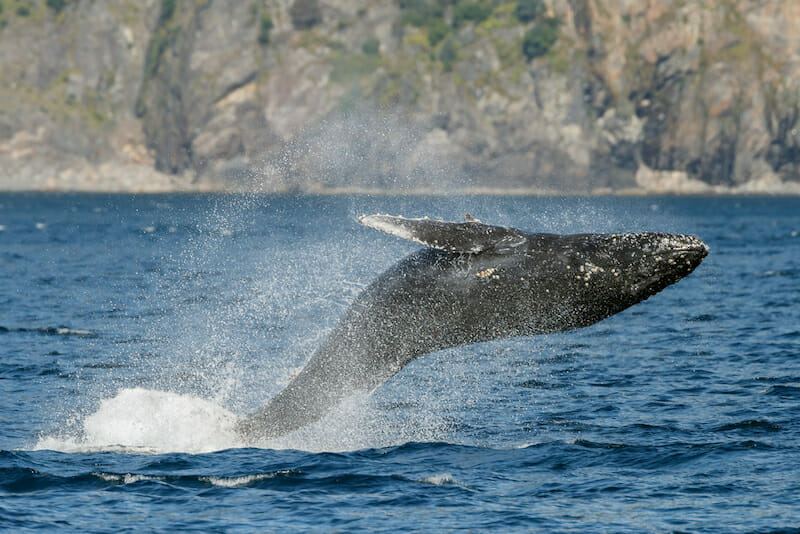 when-do-gray-whales-migrate