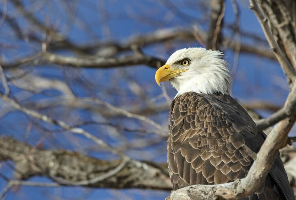 where to see bald eagles in the bay area